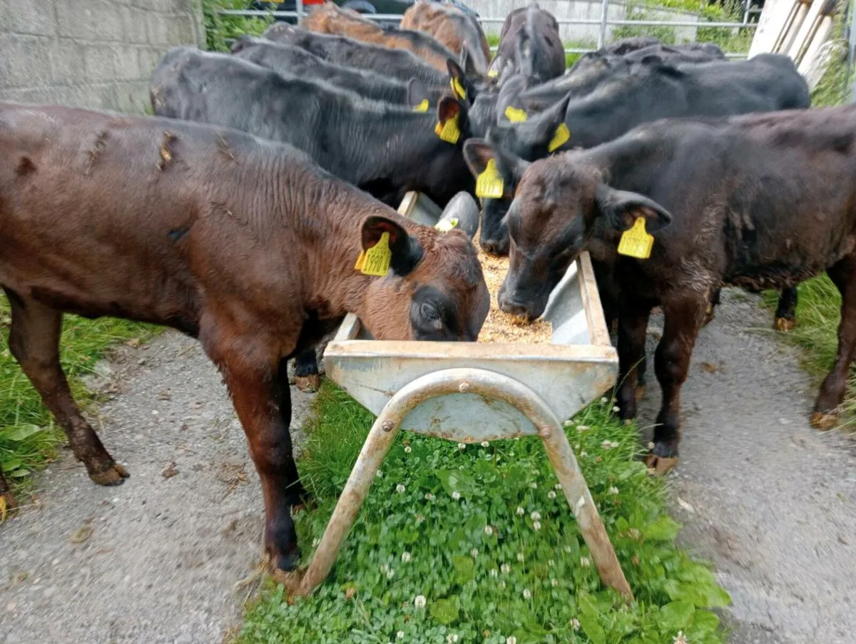 11 AA heifers weaned - Image 3