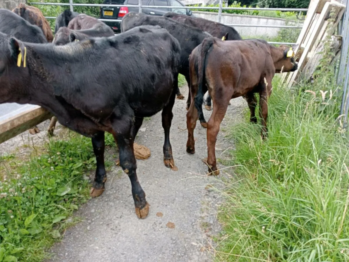 11 AA heifers weaned - Image 4