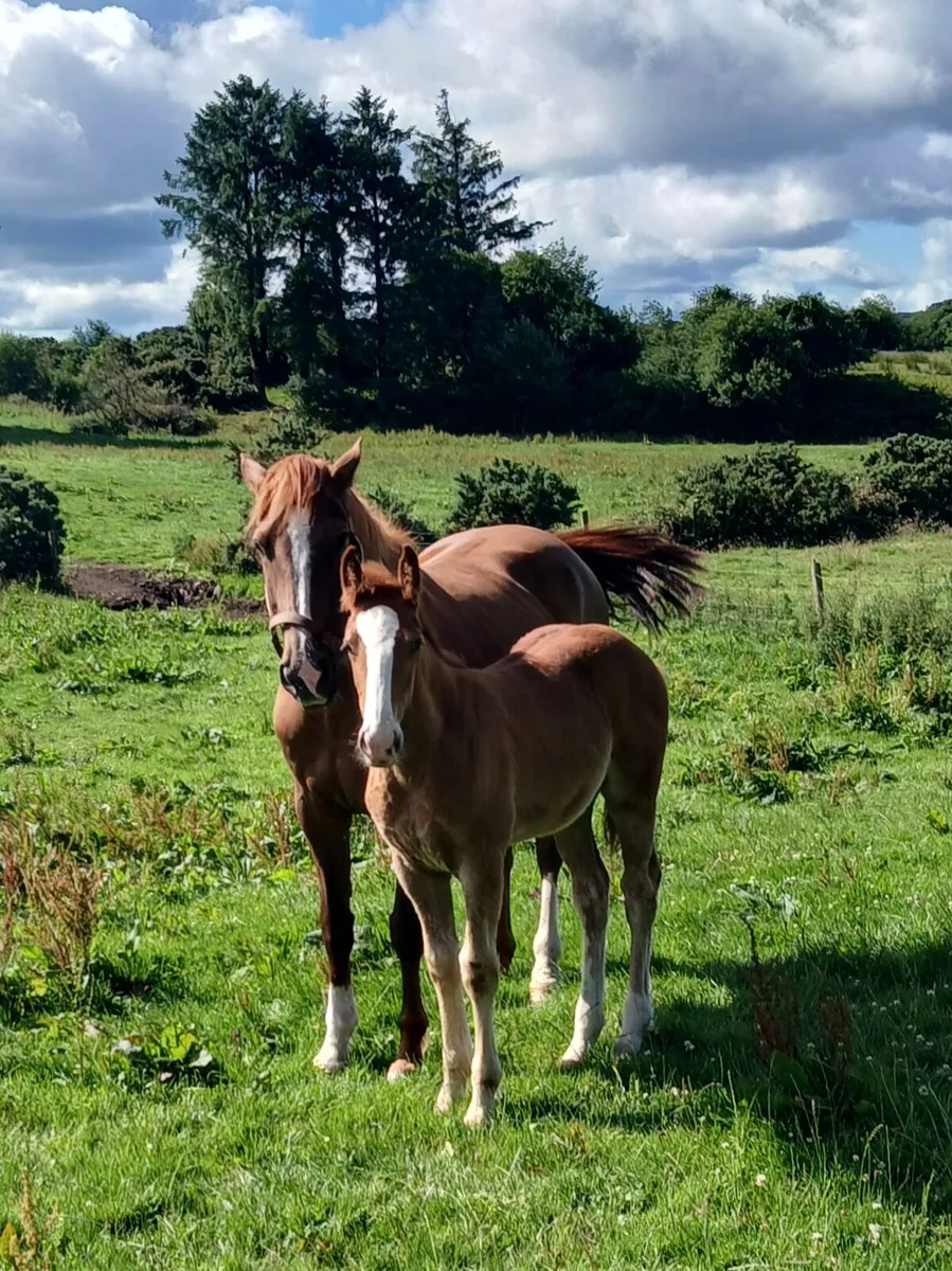 Mare and foal - Image 1
