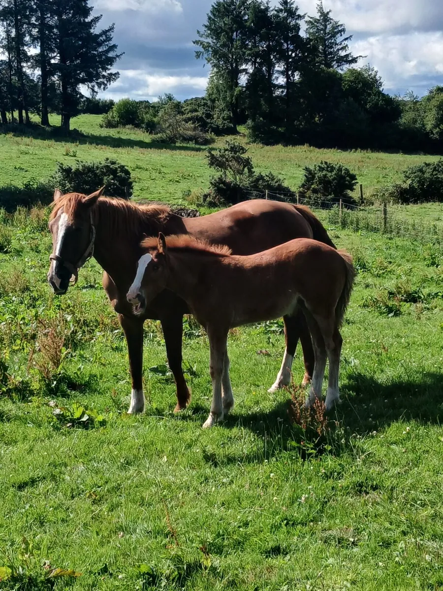 Mare and foal - Image 2