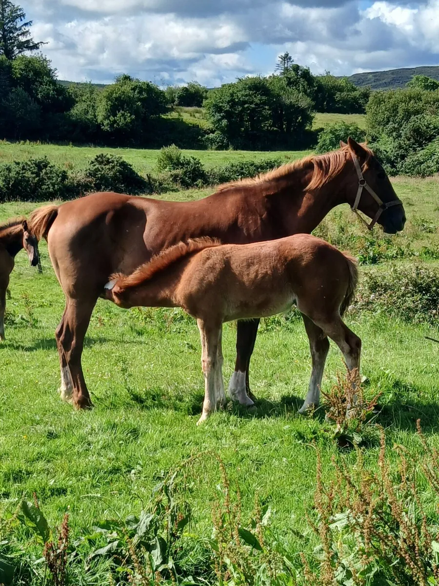 Mare and foal - Image 3