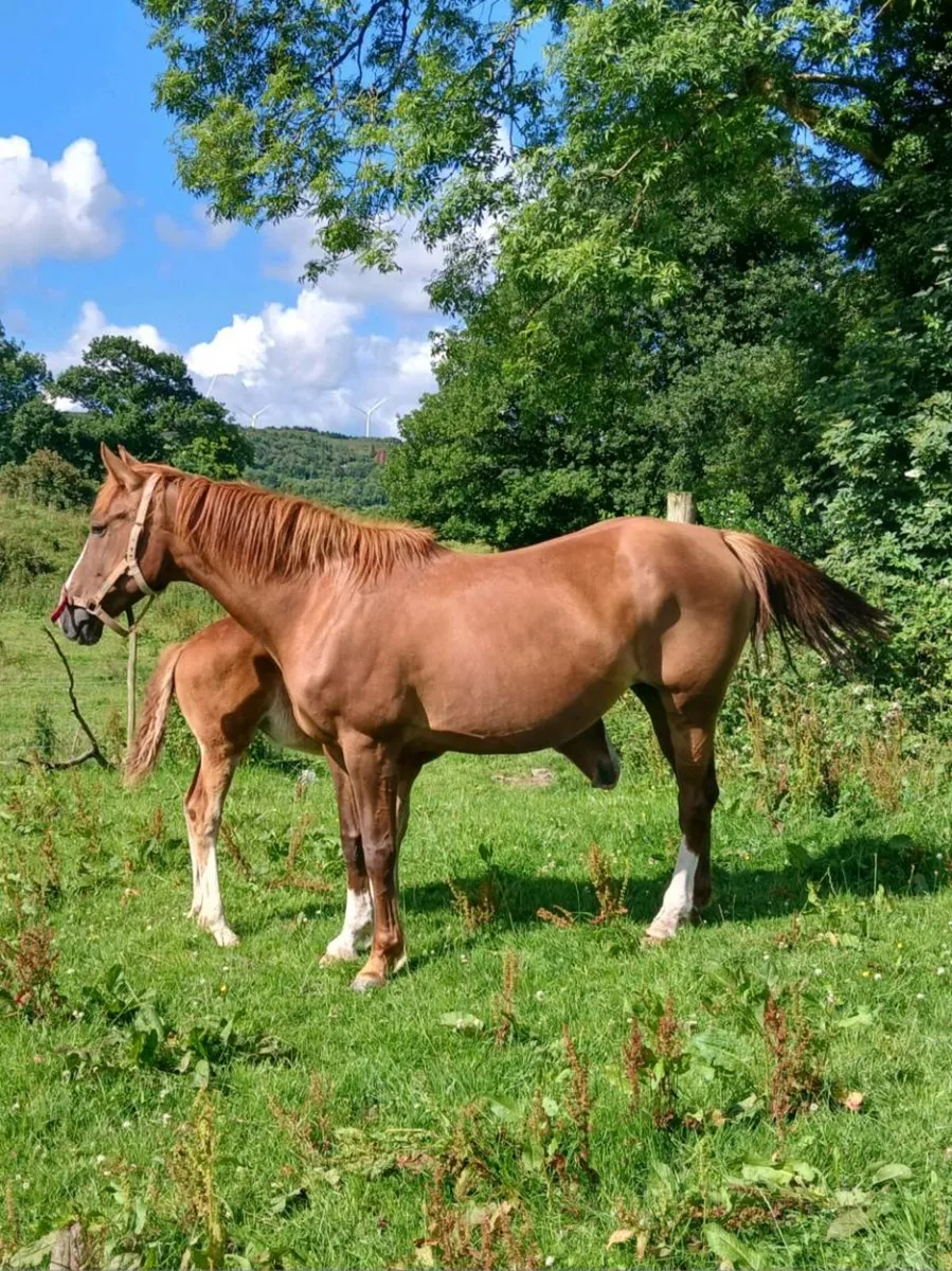 Mare and foal - Image 4