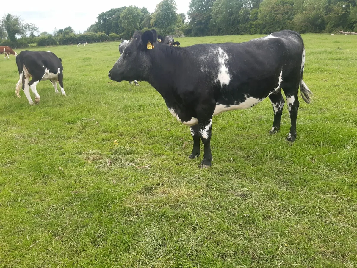3 yr old Blue shorthorn cows - Image 1