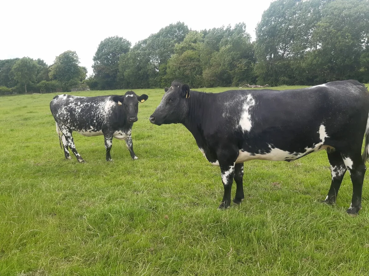 3 yr old Blue shorthorn cows - Image 2