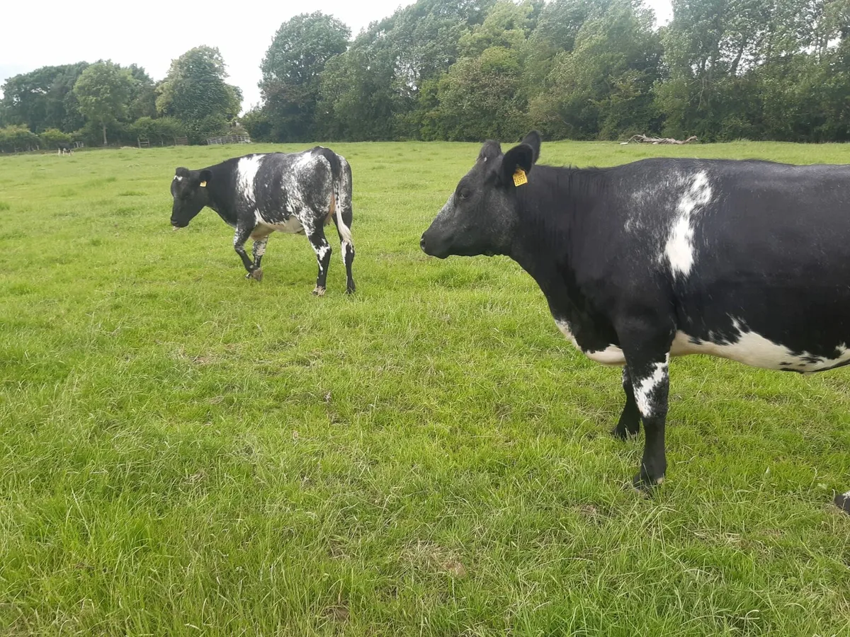 3 yr old Blue shorthorn cows - Image 3