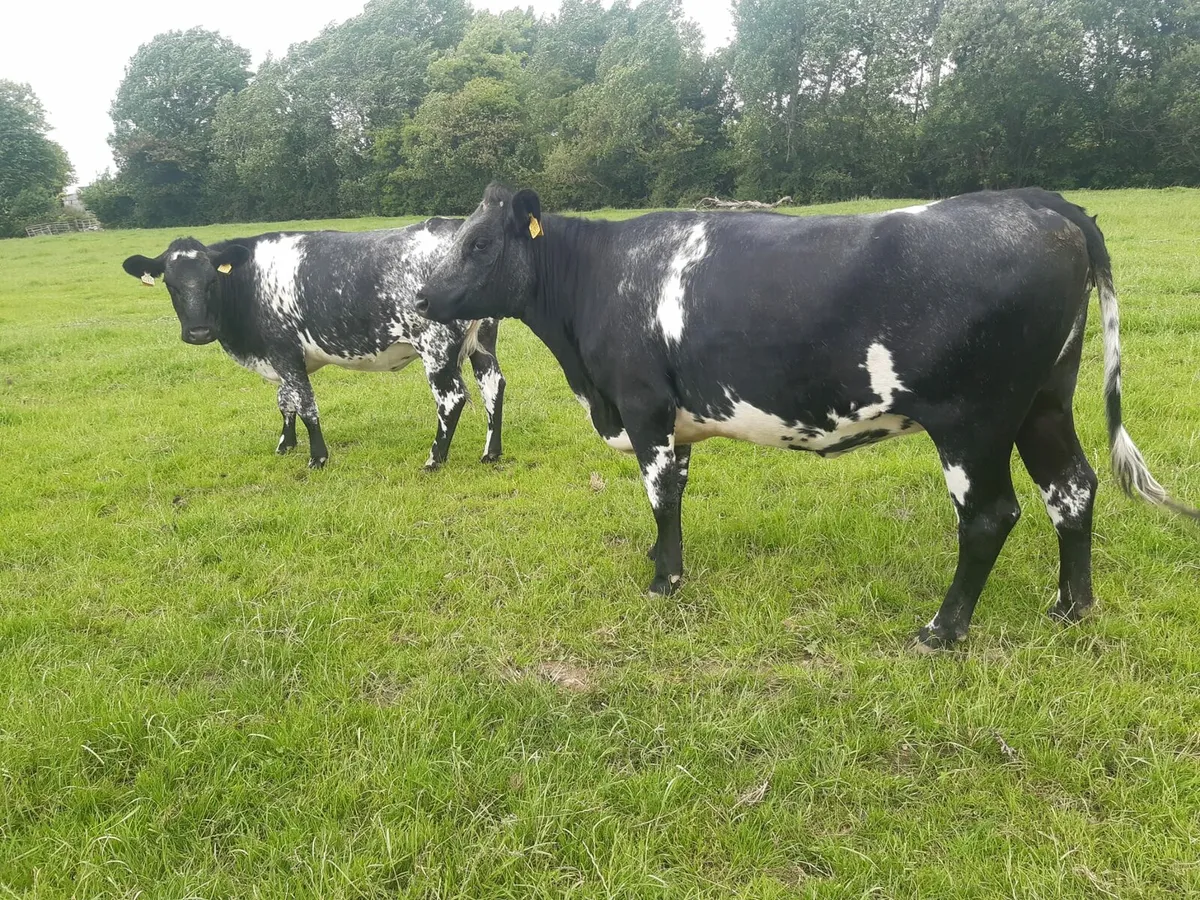 3 yr old Blue shorthorn cows - Image 4