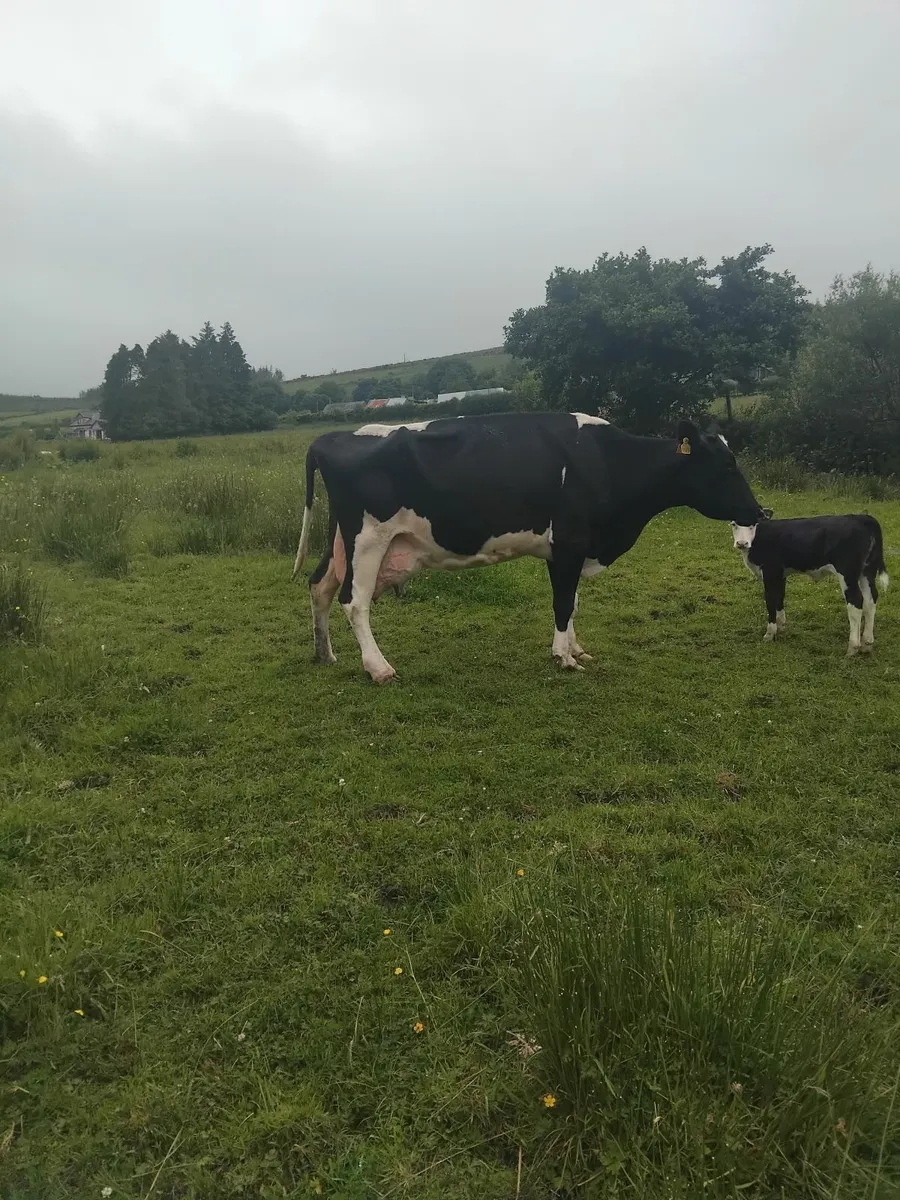Freisian cows with calves - Image 1