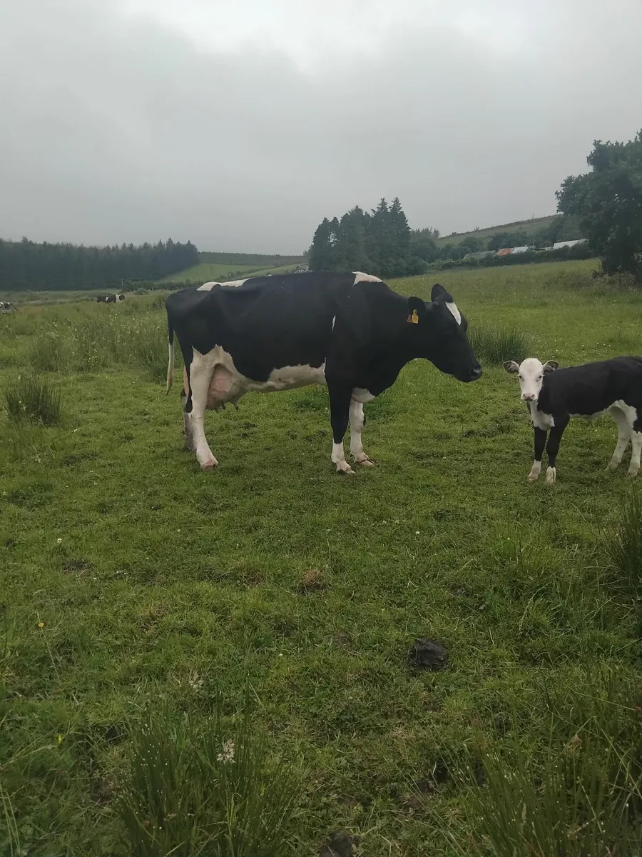 Freisian cows with calves - Image 2