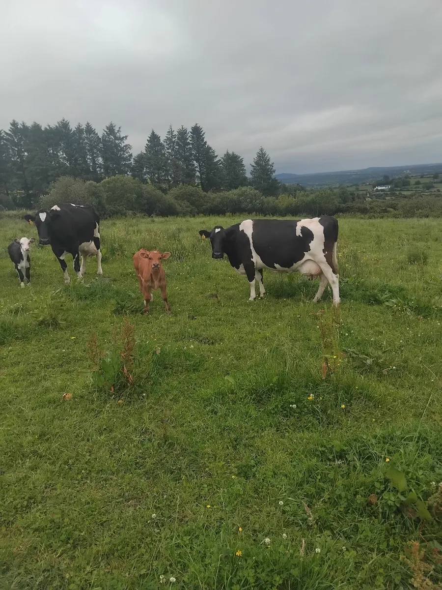 Freisian cows with calves - Image 3