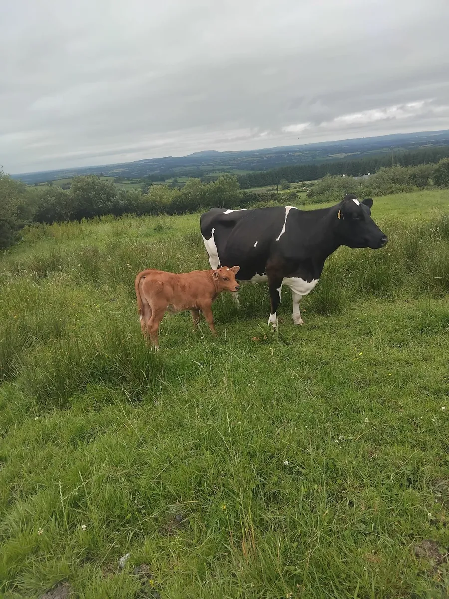 Freisian cows with calves - Image 4