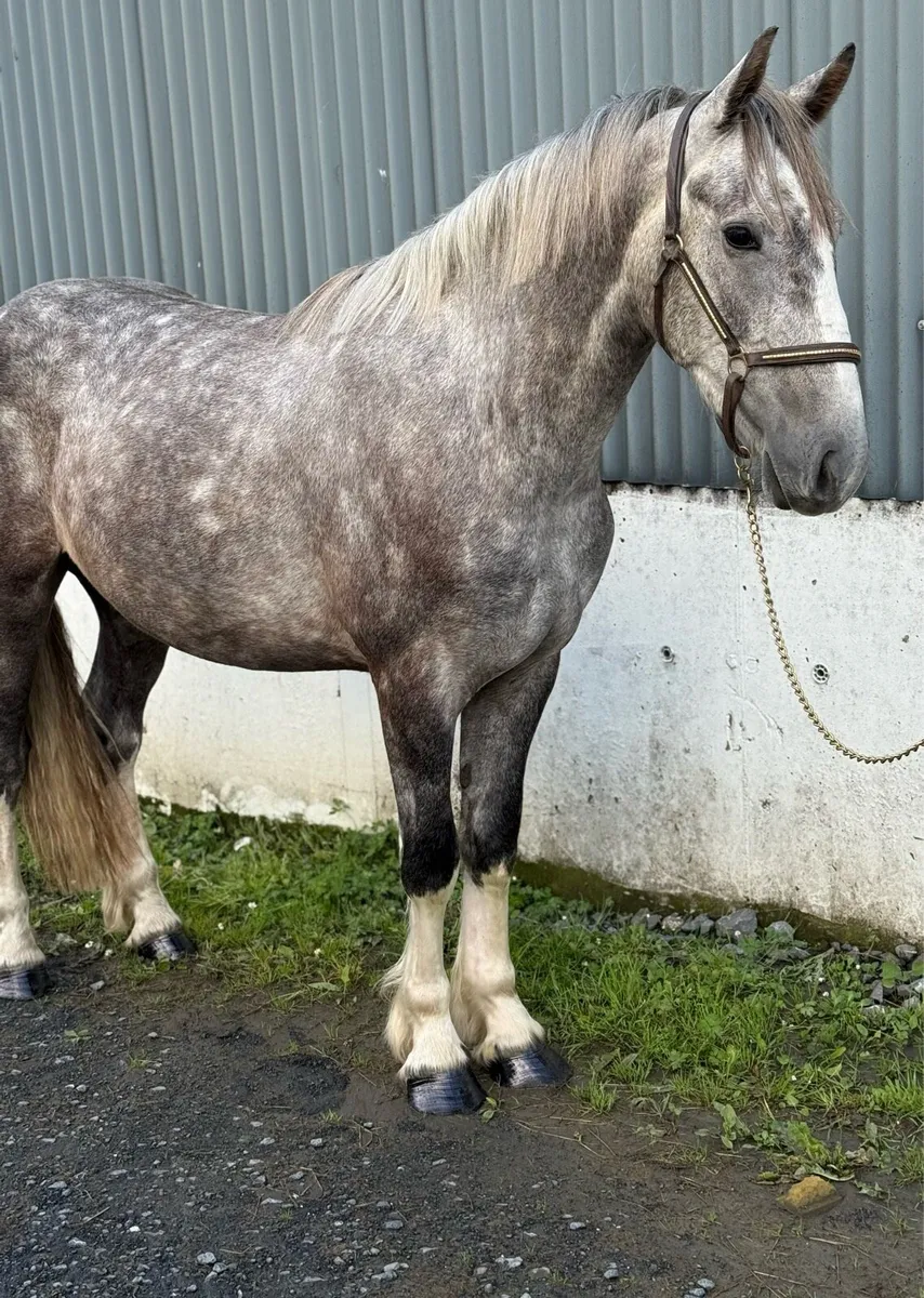 Stunning 3yr old Irish cob X gelding - Image 1