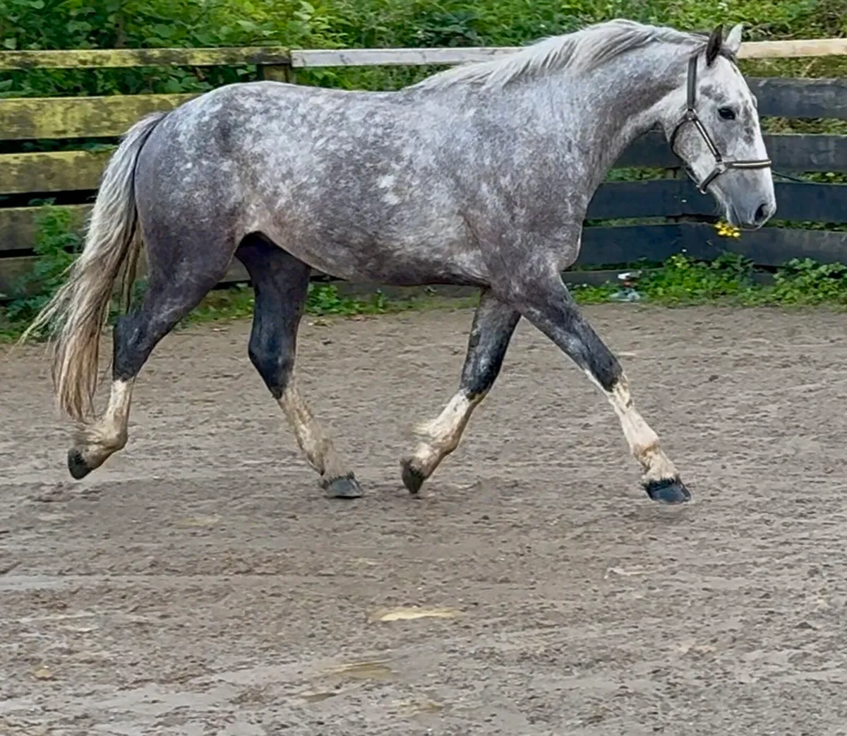 Stunning 3yr old Irish cob X gelding - Image 3