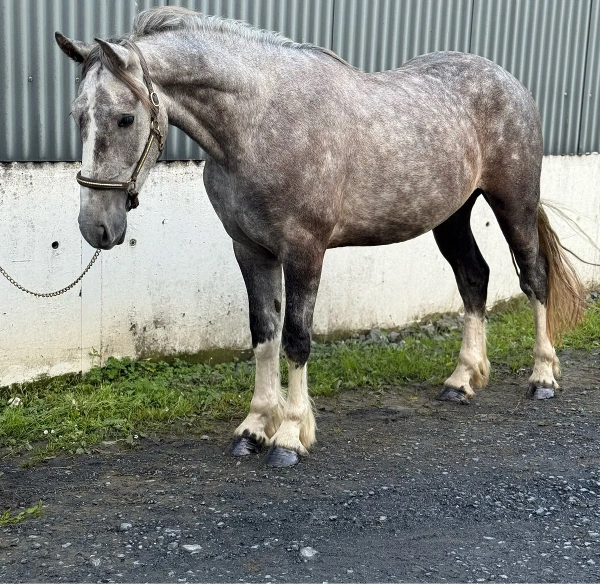 Stunning 3yr old Irish cob X gelding - Image 4