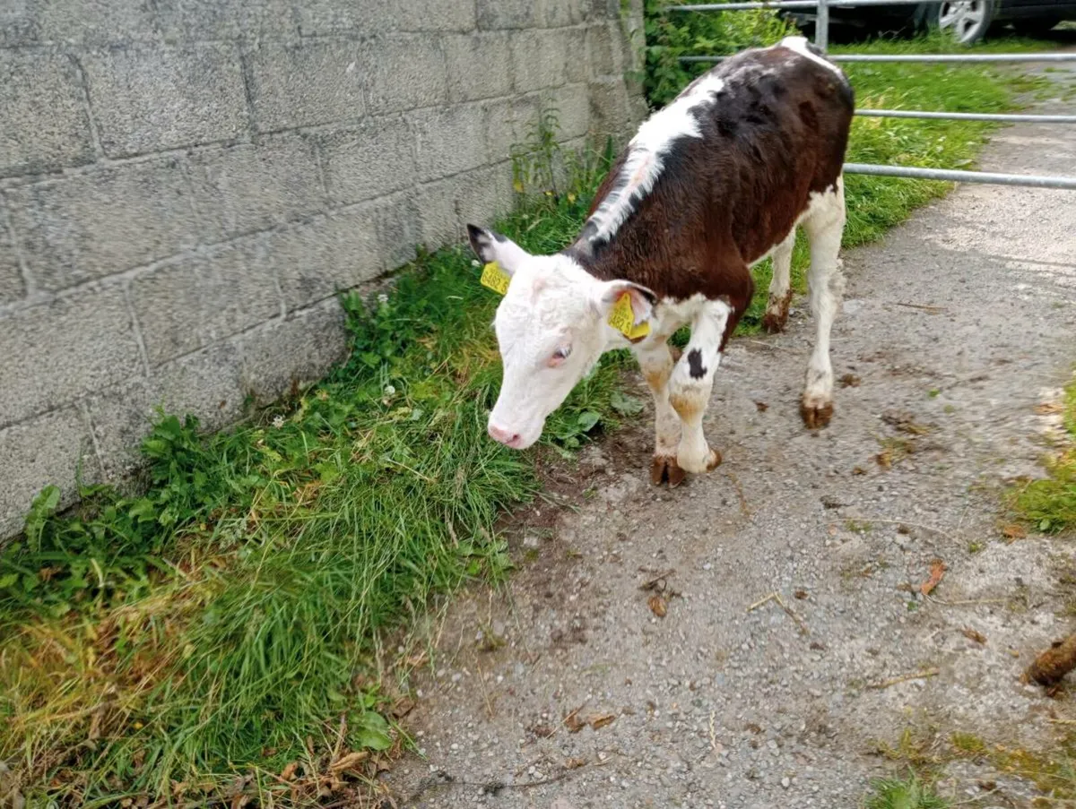 8 weaned mixed breed's heifers - Image 2