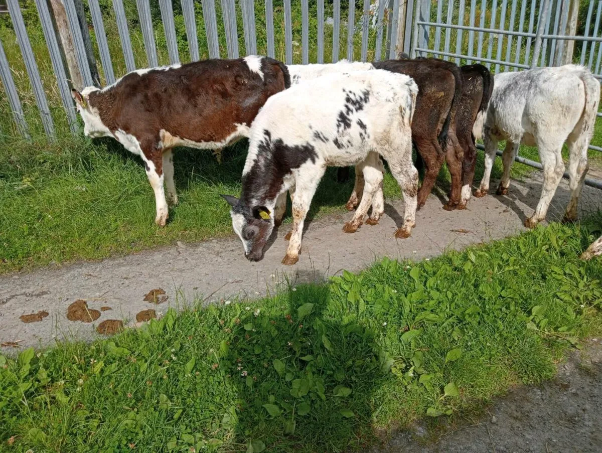 8 weaned mixed breed's heifers - Image 3