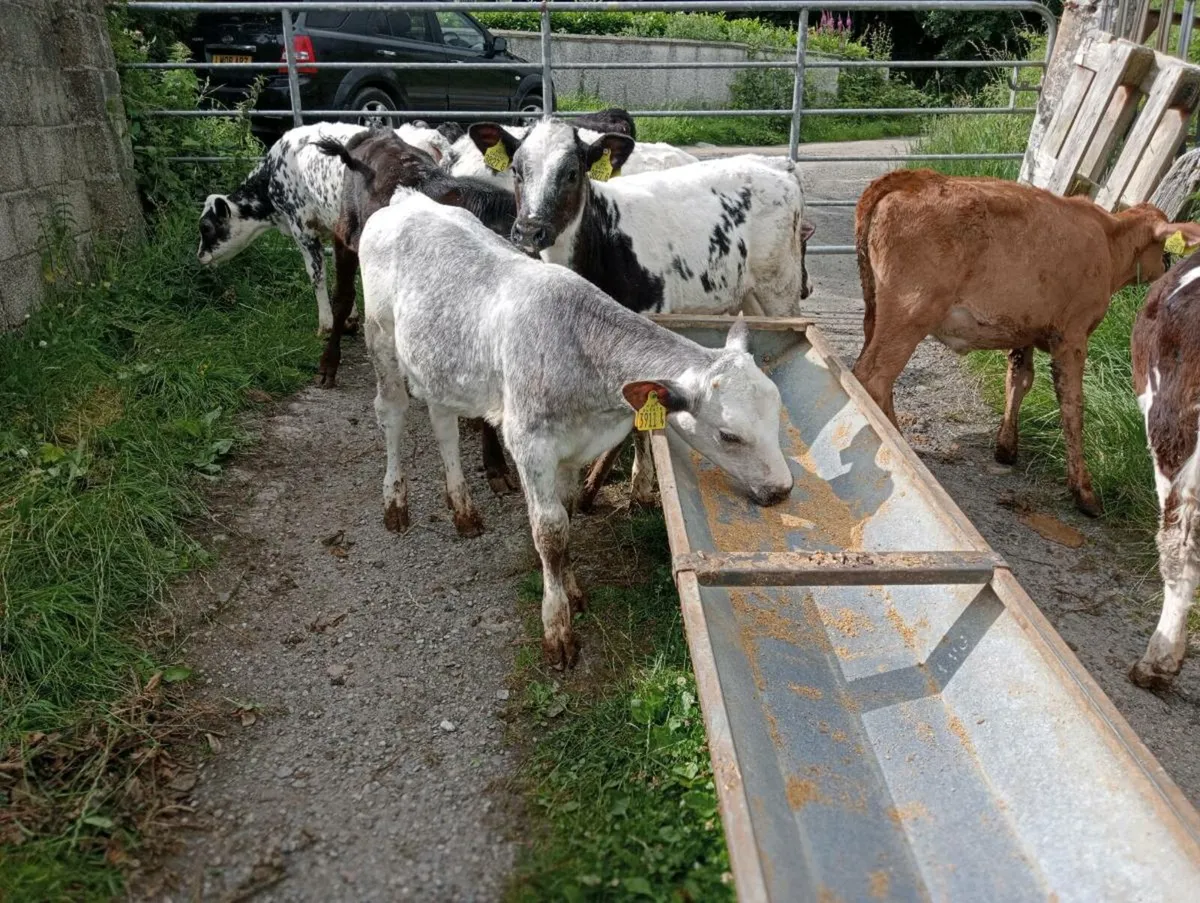 8 weaned mixed breed's heifers - Image 4