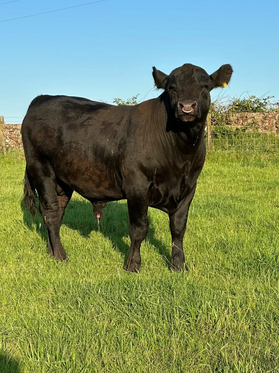cattle - Image 1