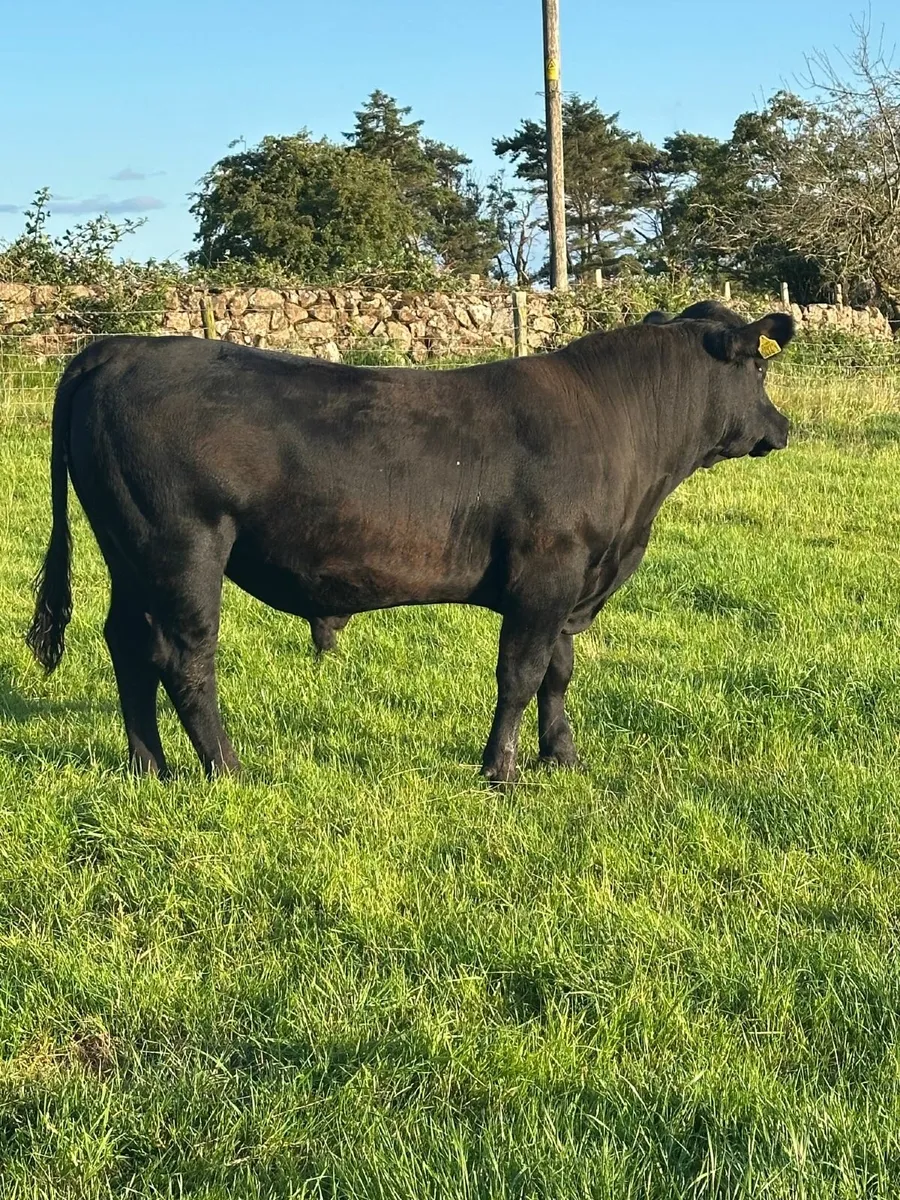 cattle - Image 2