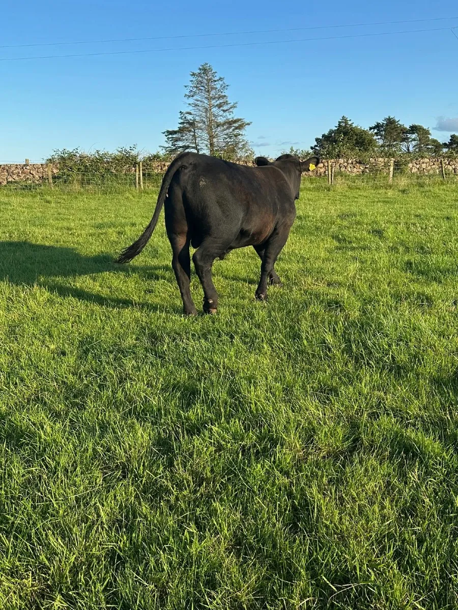 cattle - Image 4