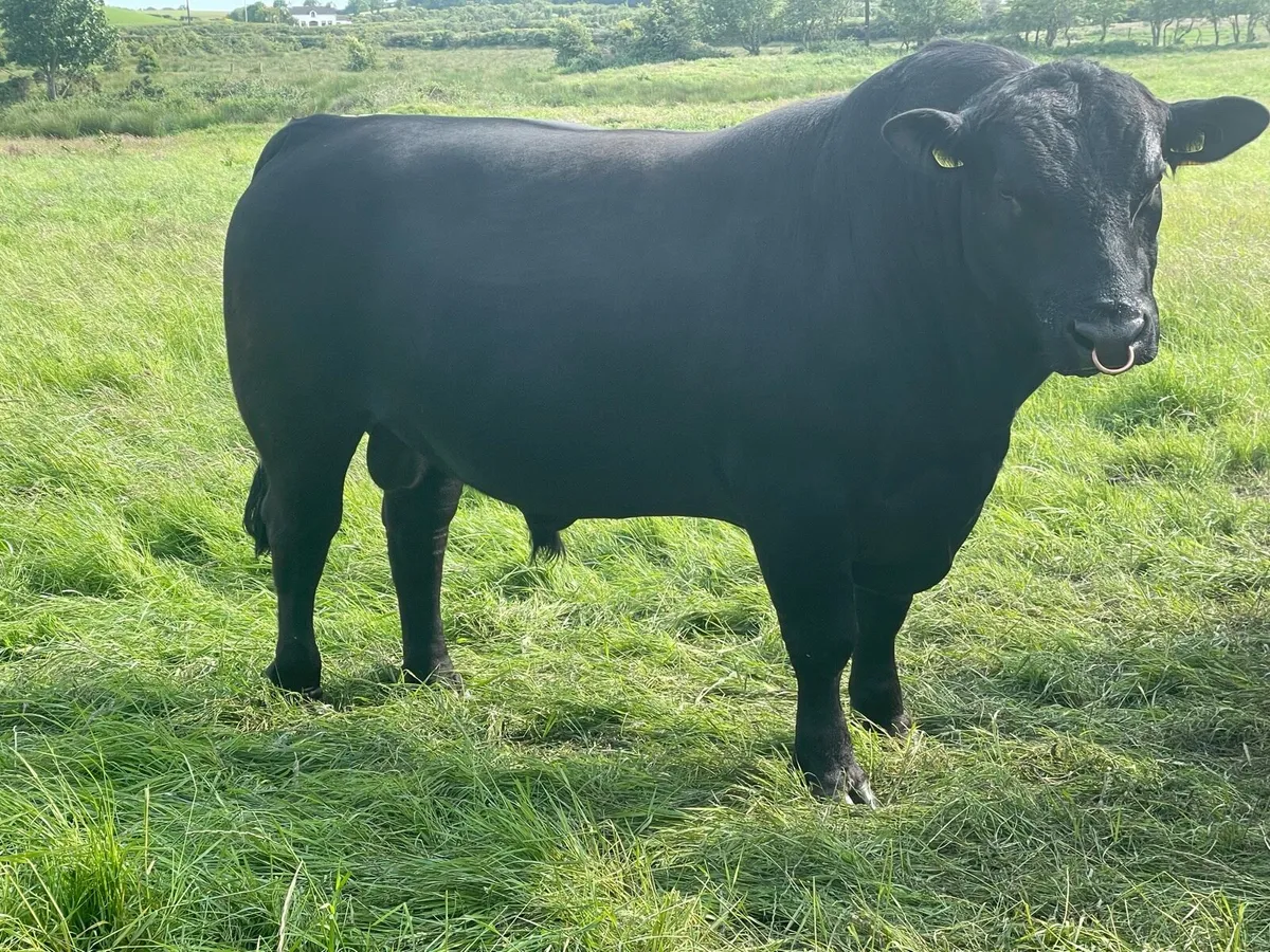 Aberdeen Angus Bull - Image 1