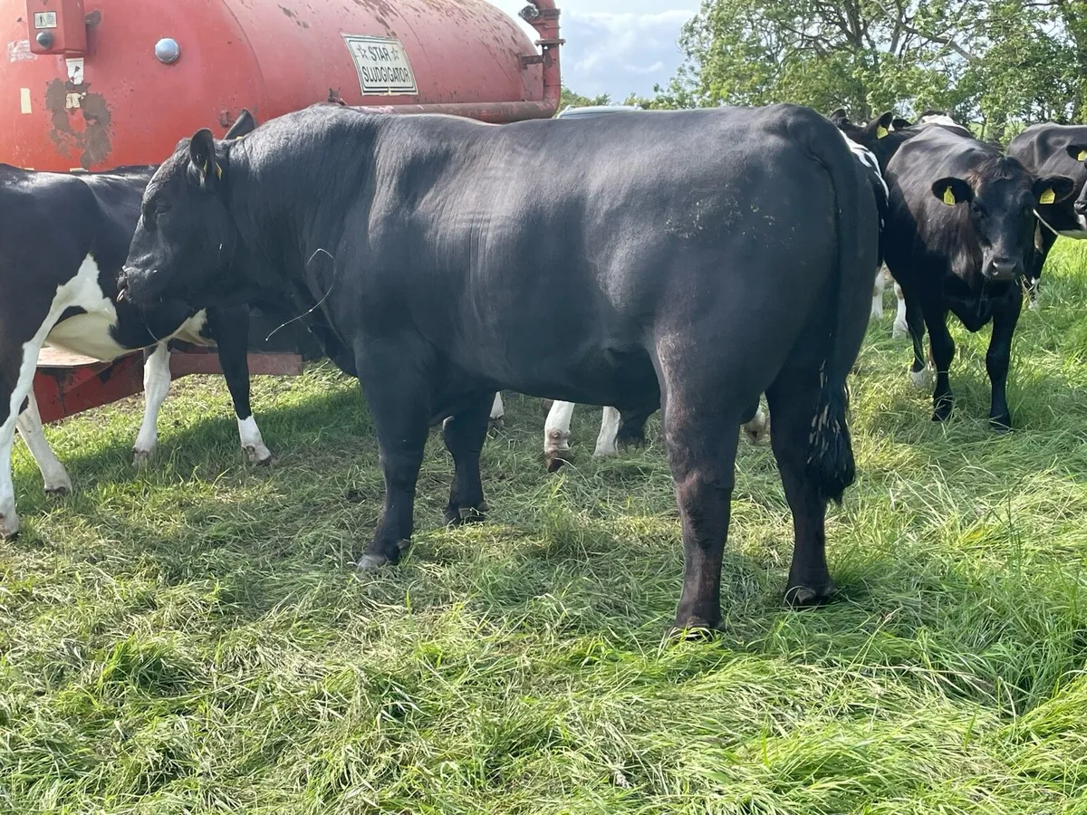 Aberdeen Angus Bull - Image 3