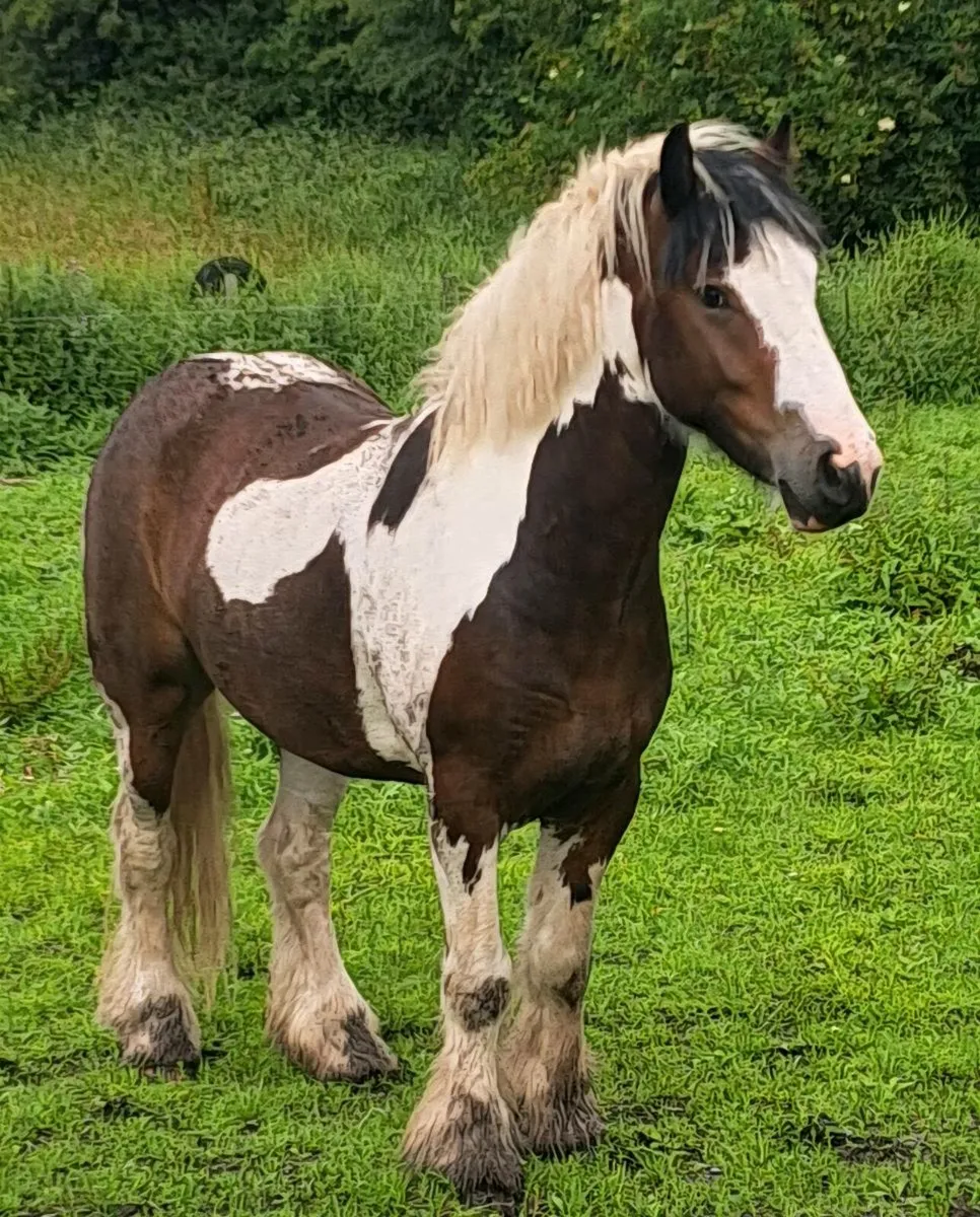 Stunning Cob - Image 2