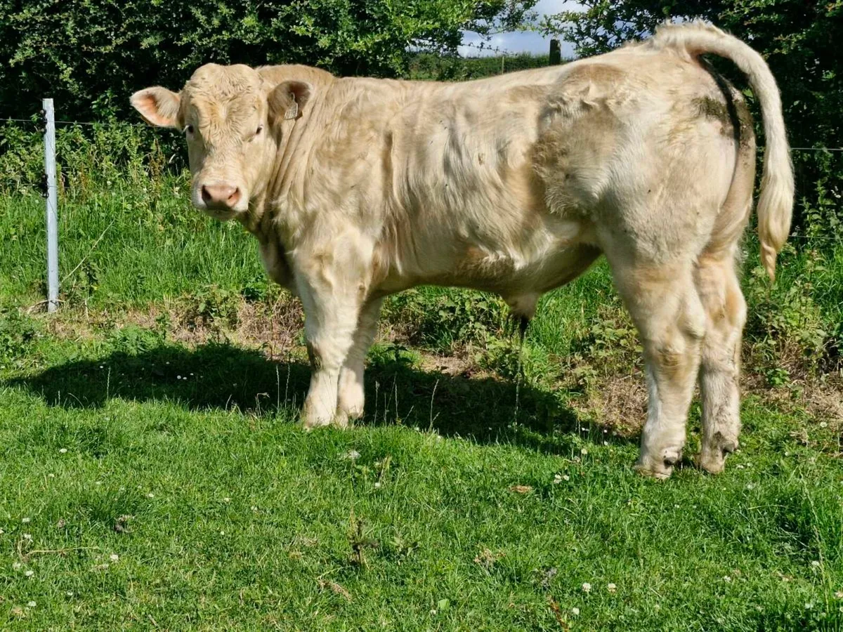 PBR Charlaois Bull 🌟🌟🌟🌟🌟 - Image 1