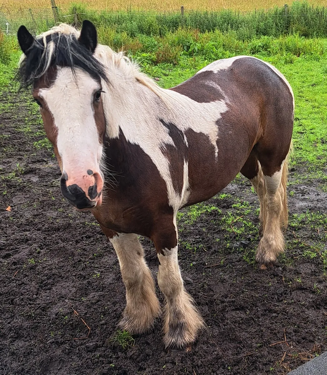 Stunning Cob - Image 3
