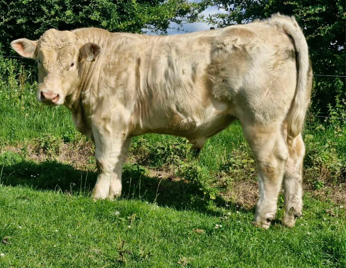 PBR Charlaois Bull 🌟🌟🌟🌟🌟 - Image 2