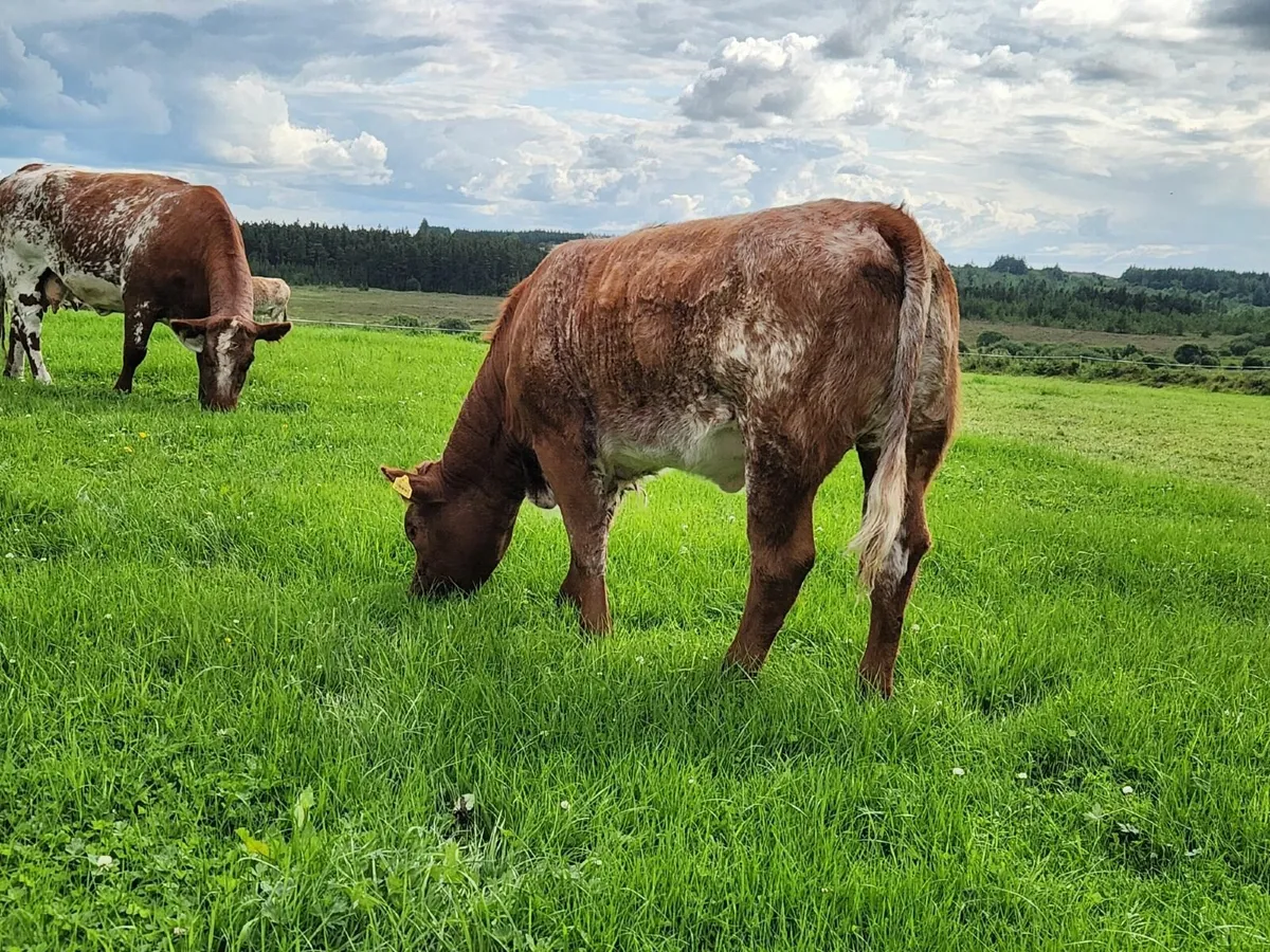 ☄️Super Full Symbol Organic Weanlings ☄️ - Image 2