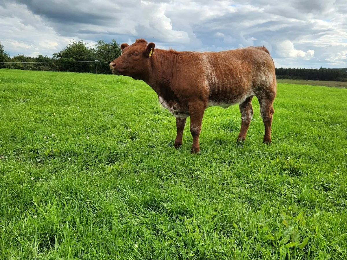 ☄️Super Full Symbol Organic Weanlings ☄️ - Image 1