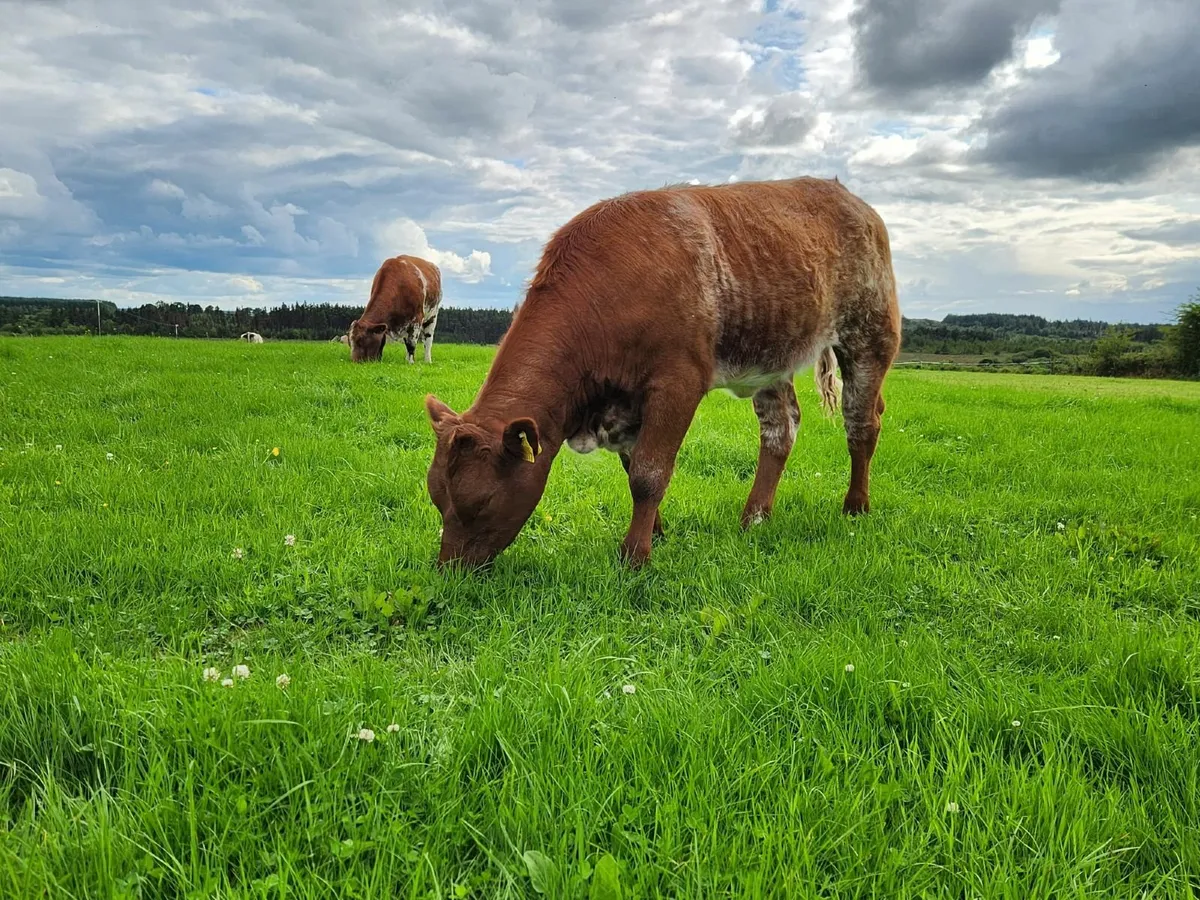 ☄️Super Full Symbol Organic Weanlings ☄️ - Image 3