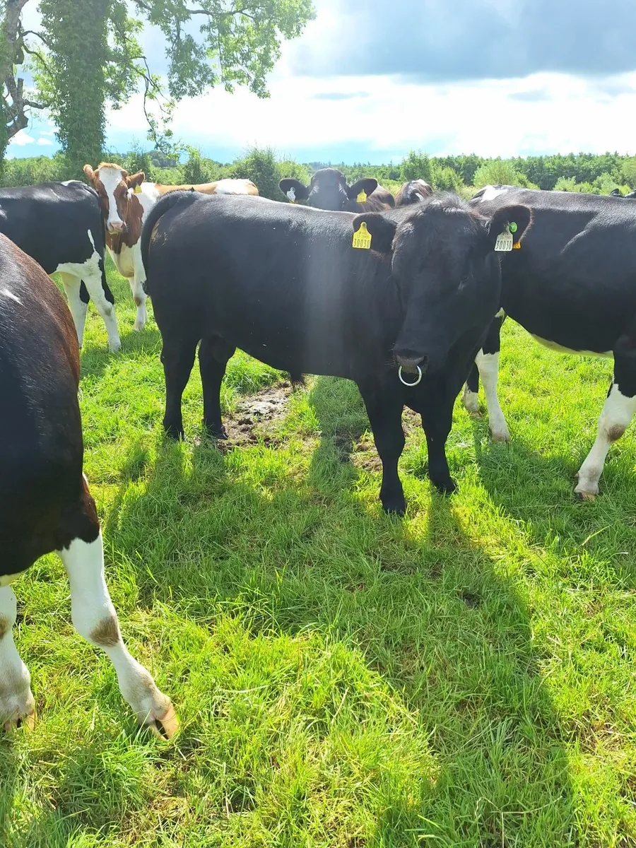 Angus bulls - Image 1