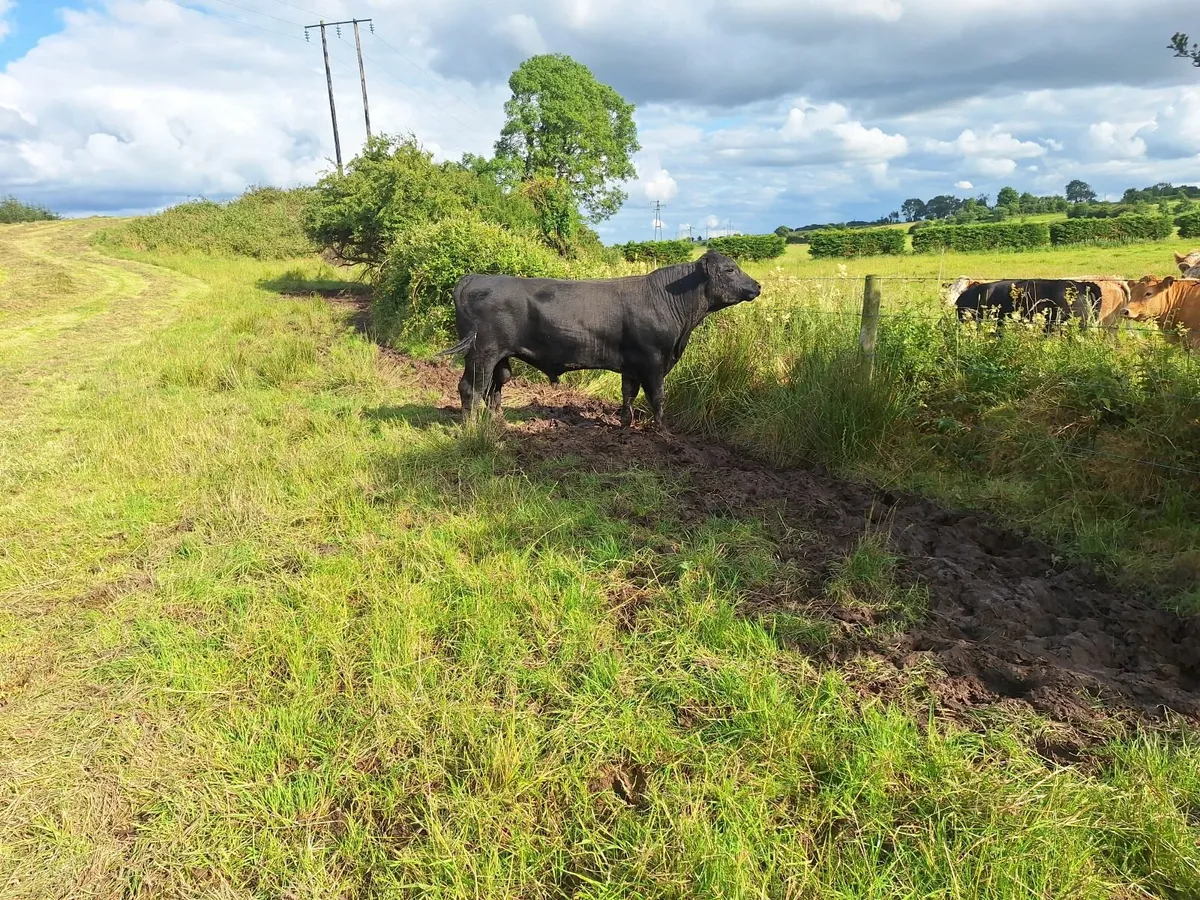 Angus bulls - Image 2