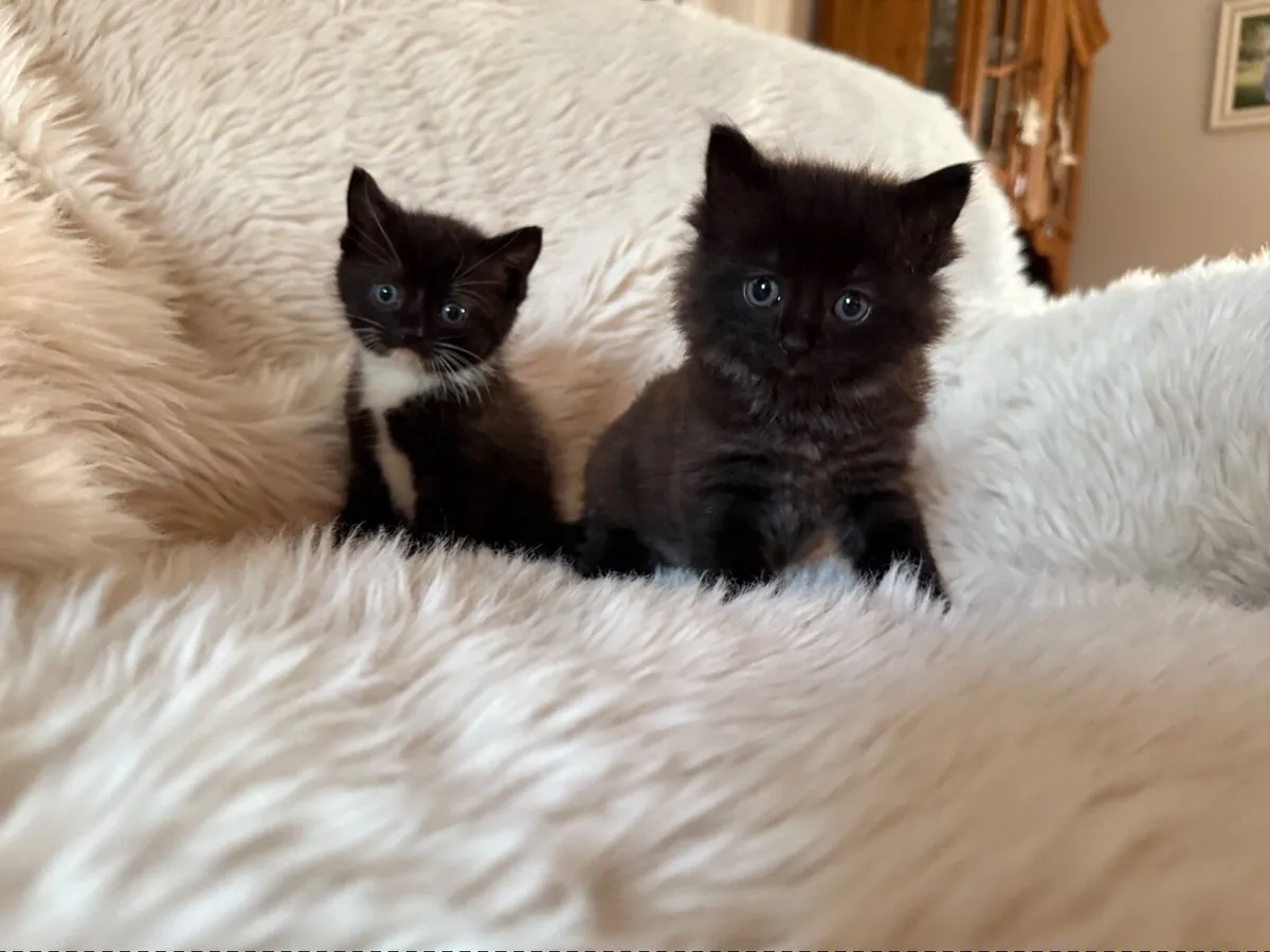 Kittens - Image 2