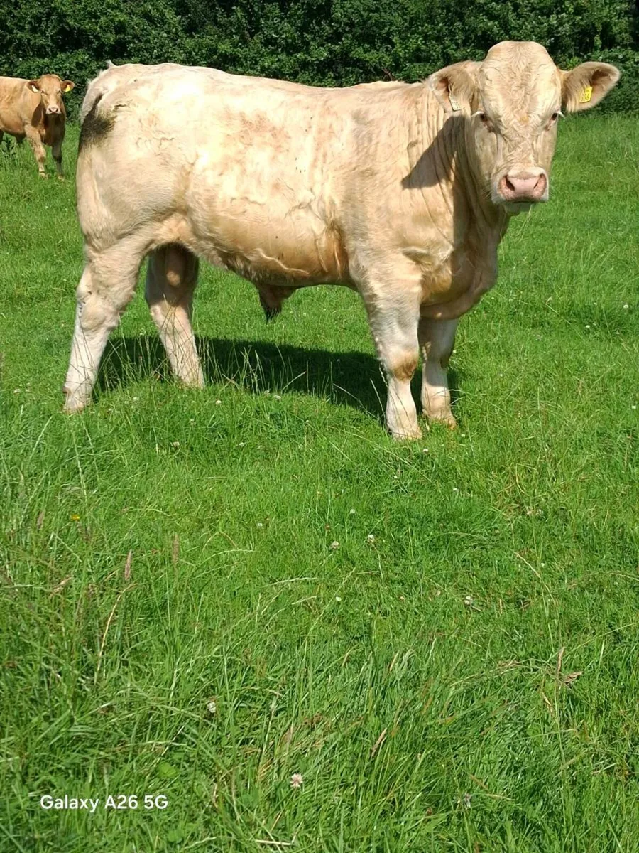 CHAROLAIS BULL - Image 2