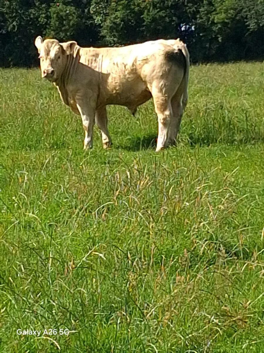 CHAROLAIS BULL - Image 3