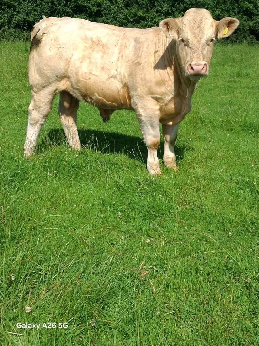 CHAROLAIS BULL - Image 4