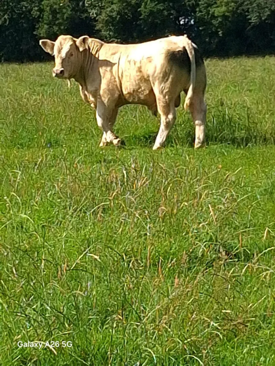 CHAROLAIS BULL - Image 1
