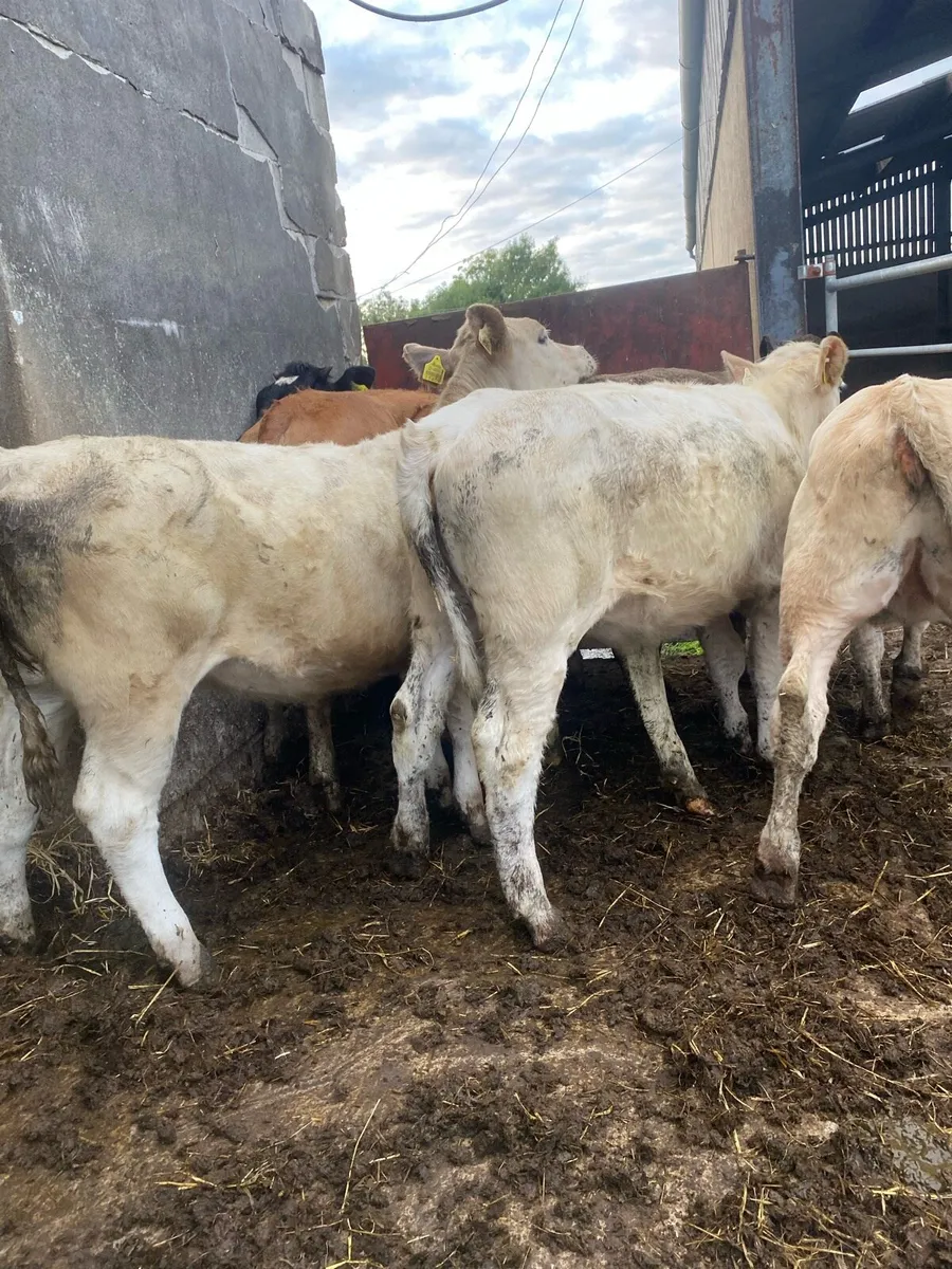 7 heifer weanlings - Image 1