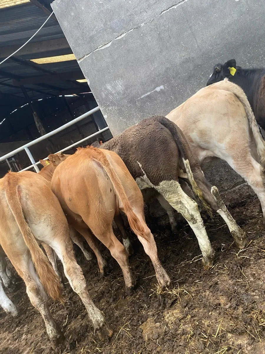 7 heifer weanlings - Image 2
