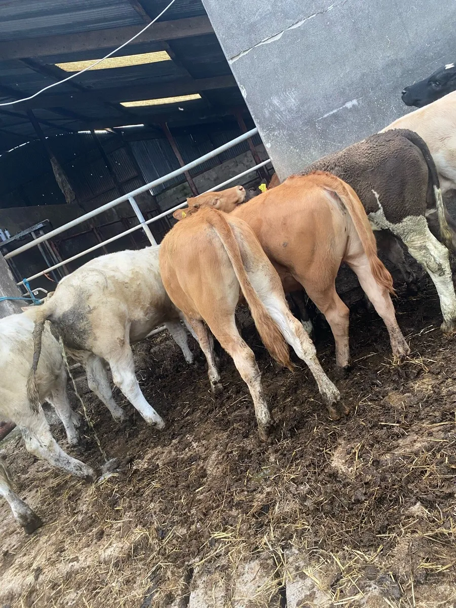 7 heifer weanlings - Image 3