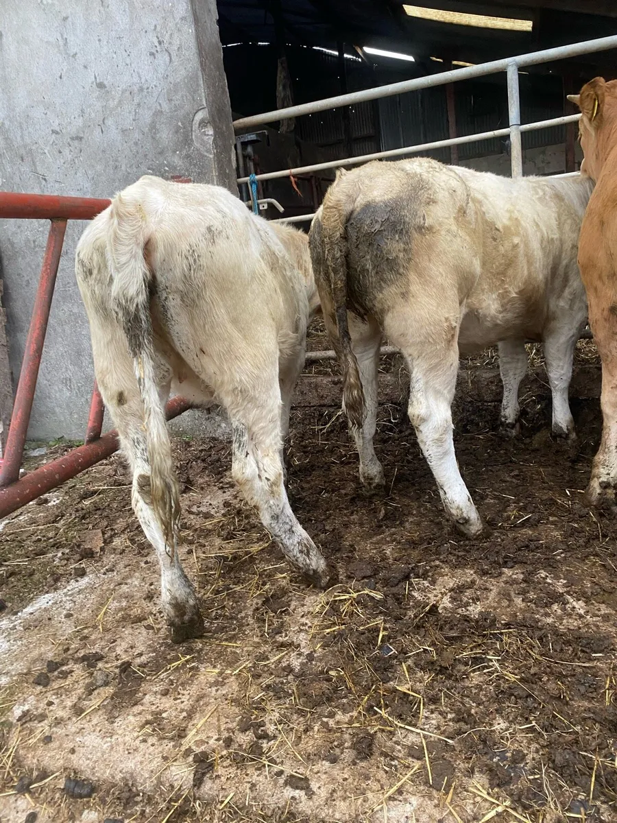 7 heifer weanlings - Image 4