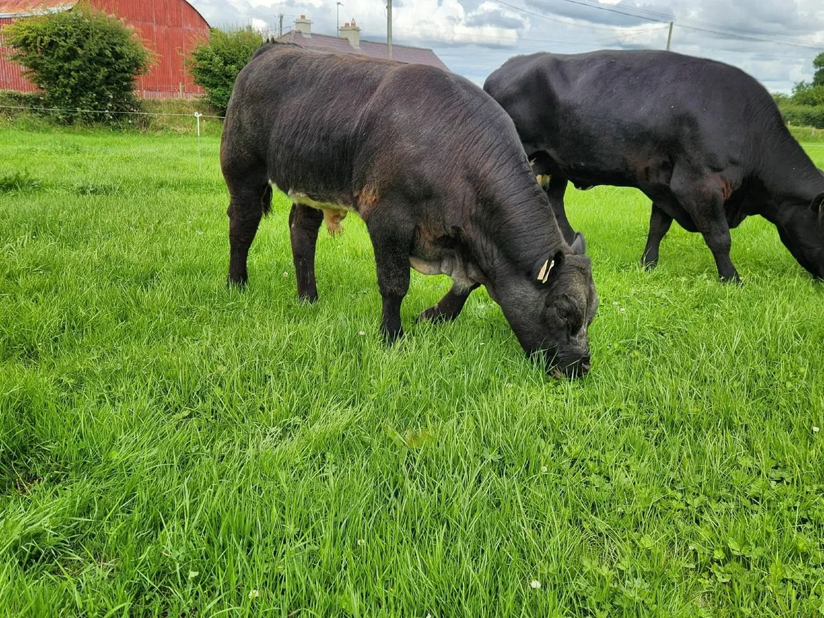 ☄️Super Full Symbol Organic Weanlings ☄️ - Image 4