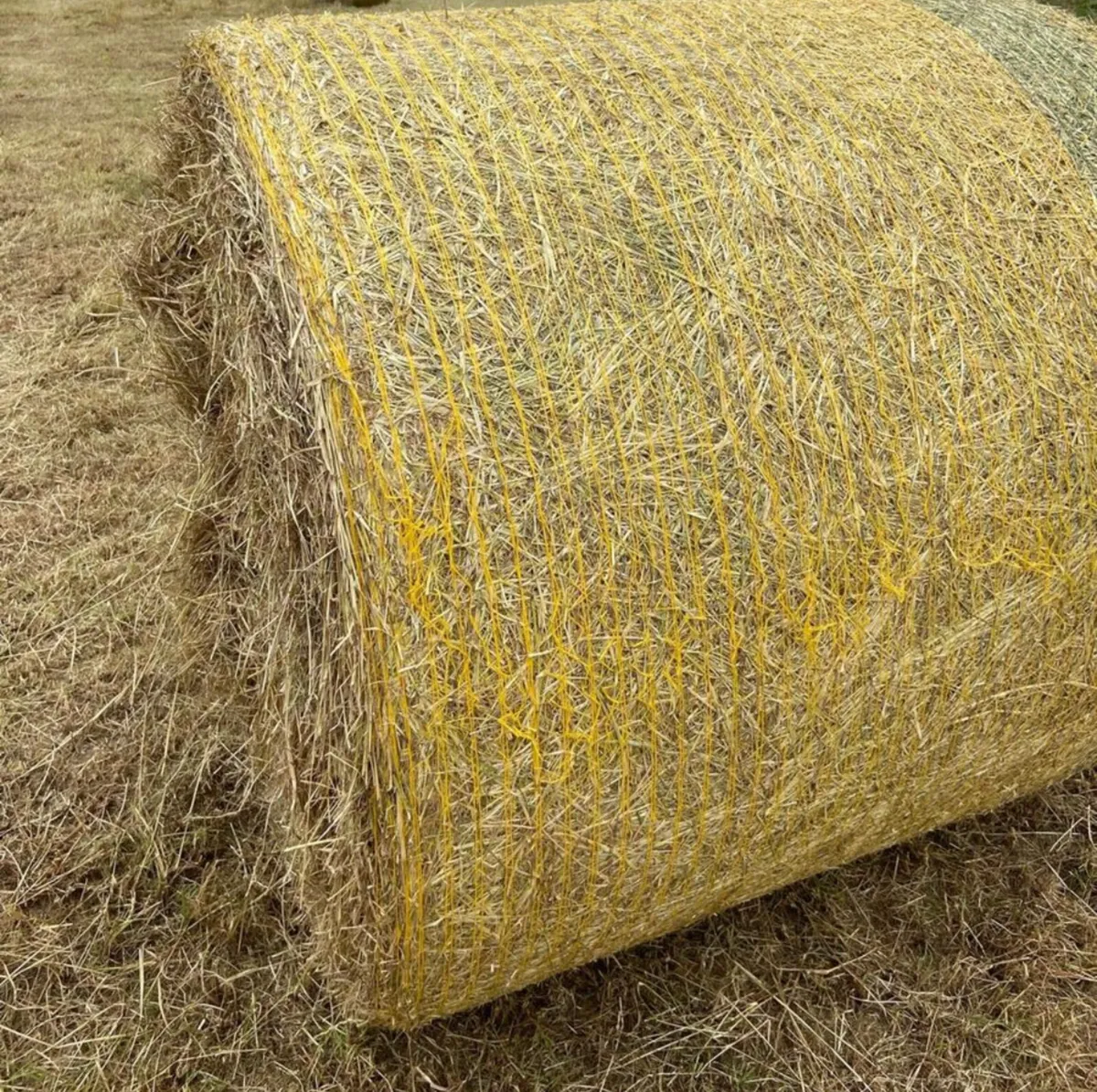Hay