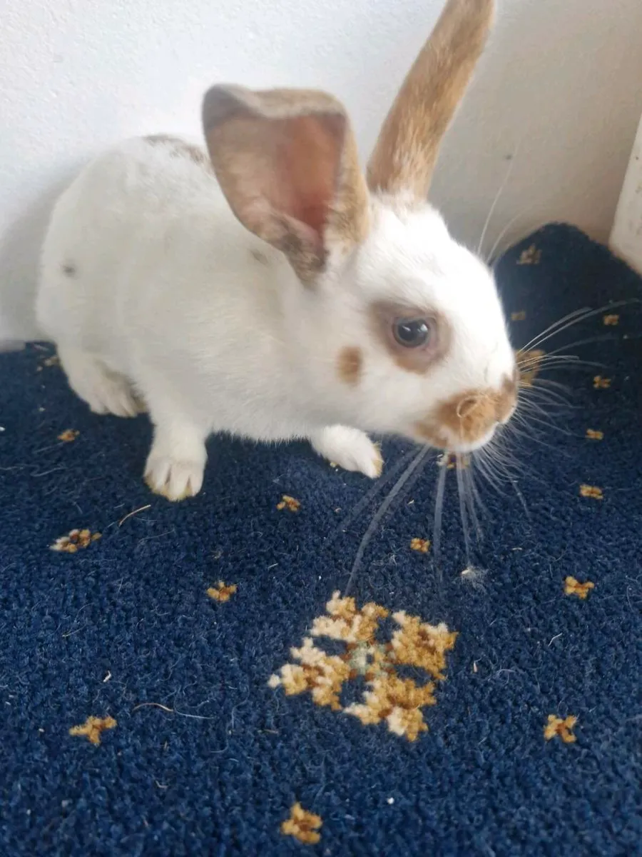 Baby rabbits - Image 1