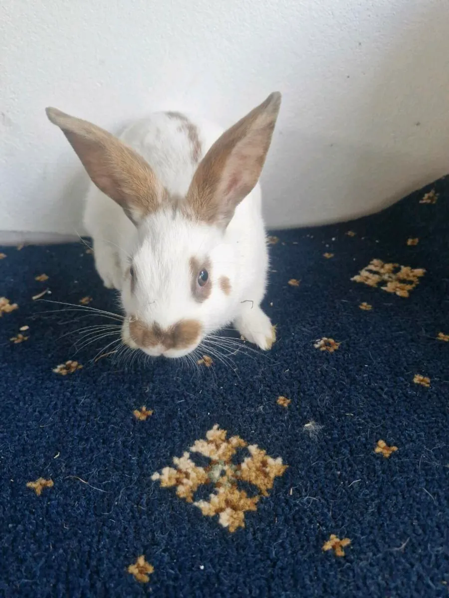 Baby rabbits - Image 2