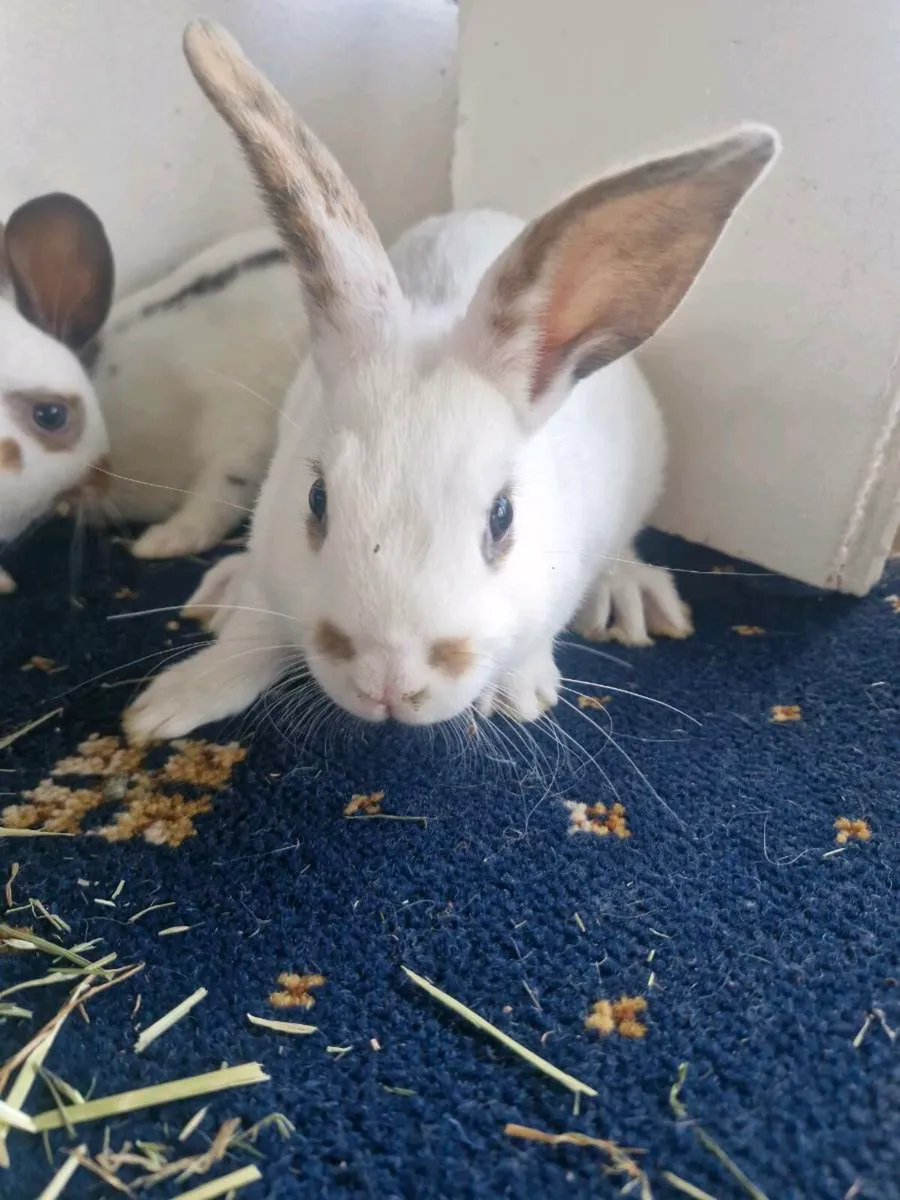 Baby rabbits - Image 4