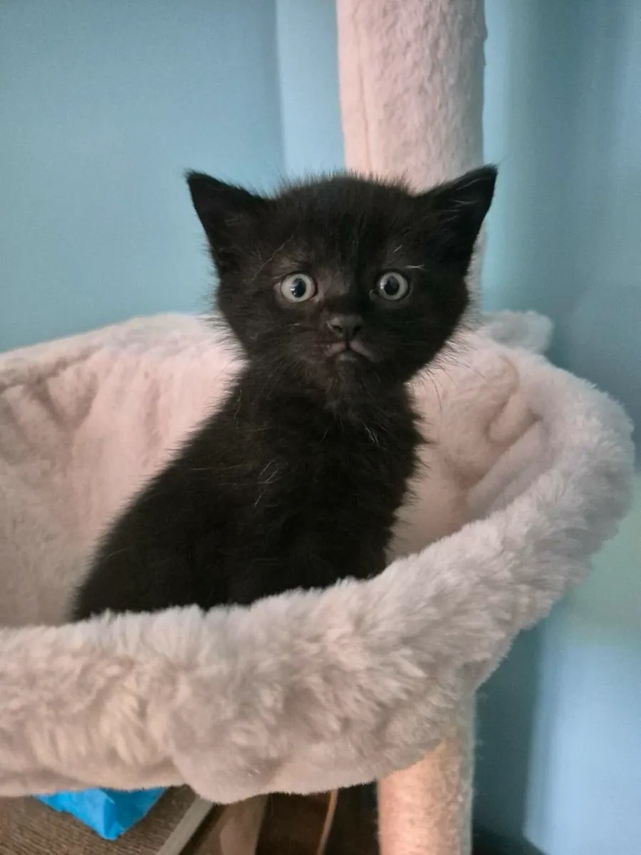 Kittens - Image 4