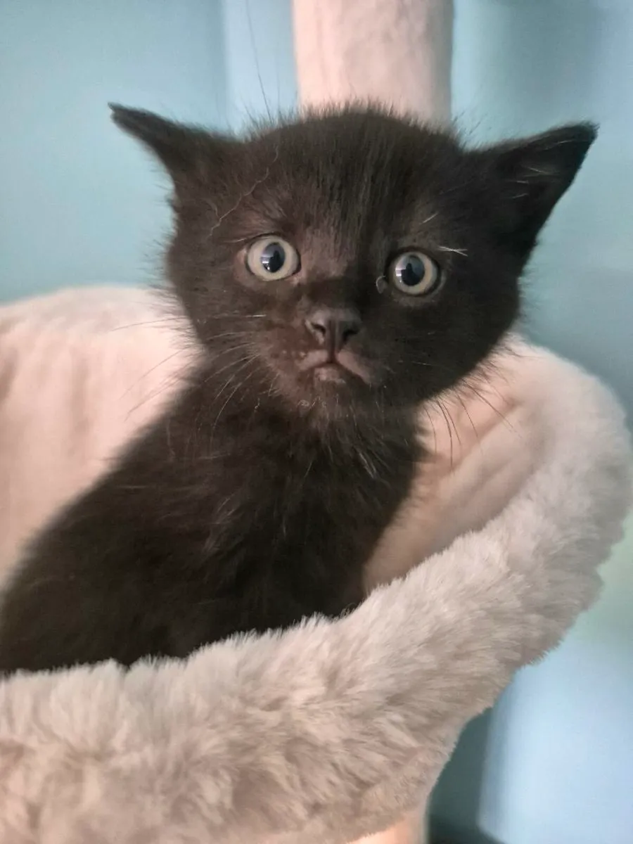 Kitten - Image 2